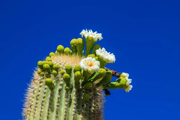 Квіти Увінчані Величезним Кактусом Аризони Цвітіння Цих Квітів Щороку Триває — стокове фото