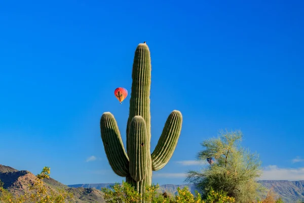 Infödd Ökenfågel Sitter Ovanpå Saguaro Kaktus Som Färgglada Varmluftsballonger Glider — Stockfoto