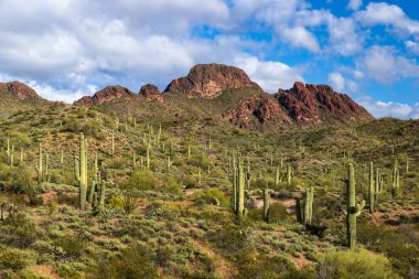 Baharda Akbaba Tepesi, Arizona 'nın Sonoran Çölü. Uzun Saguaro Kaktüsü, yeşil çöl bitkileriyle çevrili yamaçta yavrular doğurur. Rocky zirvesi, mavi gökyüzü ve arkaplanda bulutlar. 