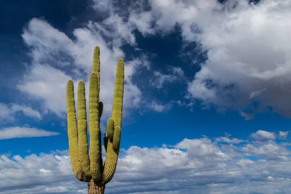 Кактус Сагуаро Carnegia Gigantea Пустелі Сонора Арізоні Глибоке Блакитне Небо — стокове фото