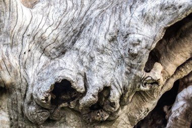 Endonezya, Bali 'deki Nusa Penida Adası' ndaki ölü ağacın yakınına. Çatlaklar ve oyuklarla yıpranmış bir yüzey. Görünür küçük düğümlerden oluşan fırıl fırıl dönen bir tıkırtı. 