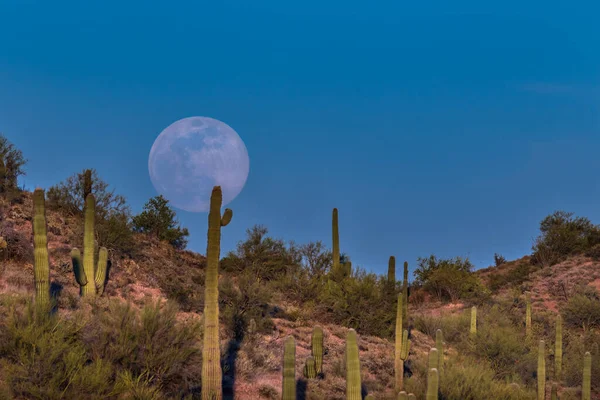 Månuppgång Sonoranöknen Arizona Fullmåne Stiger Blå Himmel Röd Kulle Prickad — Stockfoto