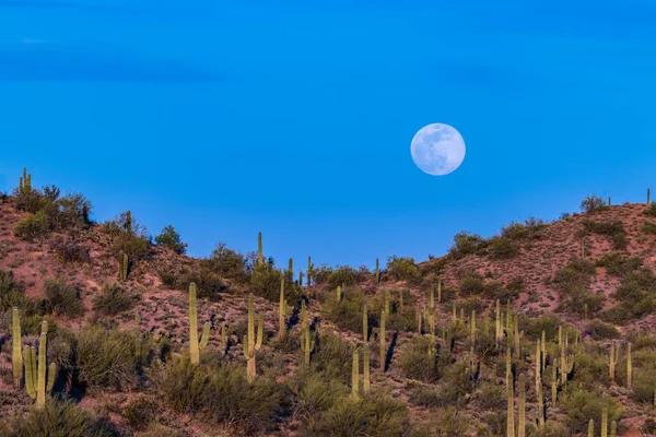 Månuppgång Sonoranöknen Arizona Fullmåne Stiger Blå Himmel Röd Kulle Prickad — Stockfoto