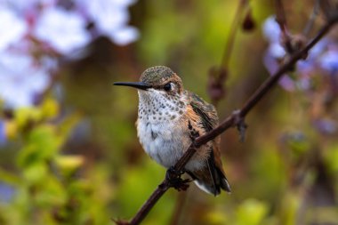 Genç Anna 'nın Hummingbird' ünün (Calypte Anna) yakınlaşması Laguna Sahili, Kaliforniya 'da bir dala tünedi. Arka planda çiçekler ve yeşil çalılıklar. 