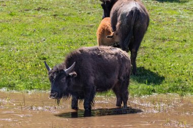 American Plains Bison (Bizon Bizonu) çamurlu bir su birikintisinde duruyor. Arka planda diğer bizonlar var. Büyük Kanyon 'un Kuzey Halkası' nda.. 