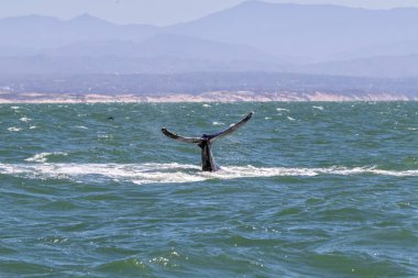 Suyun üzerindeki kambur balinanın kuyruğu (Megaptera novaeangliae). Monterey, California açıklarında.. 