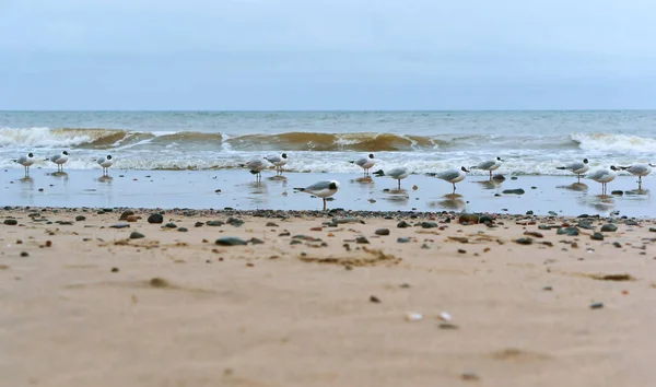 Aves Aquáticas Costa Marítima Gaivotas Pedras Costa Marítima Gaivotas Gordas — Fotografia de Stock