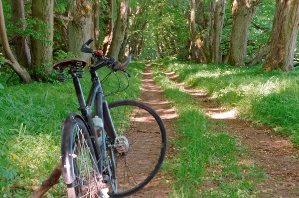 Fiets Naast Oude Boom Zwarte Fiets Het Bos Zwarte Fiets — Stockfoto