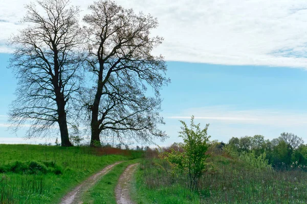 trees and path in the field, spring landscape field, field road