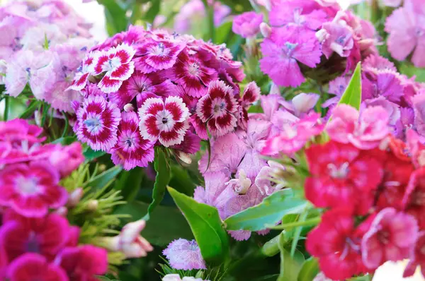 garden carnation perennial, pink and blue petals of carnation