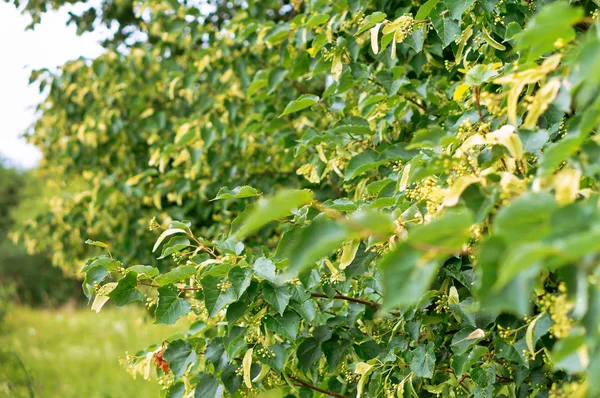 Linden flowers blooming, Linden tree flowering, branches of a flowering tree