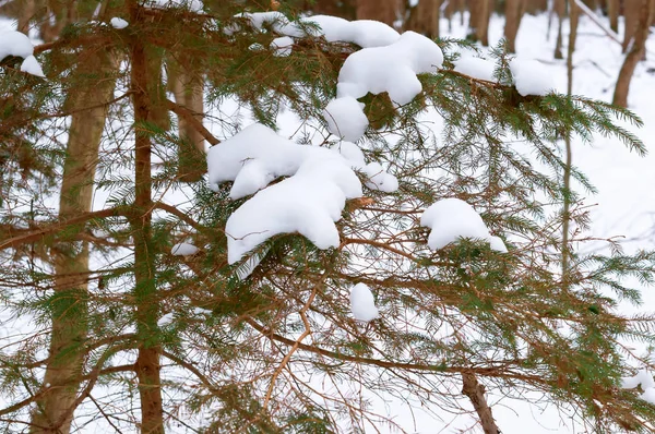 snow in the forest, snow on fir branches, winter in the forest