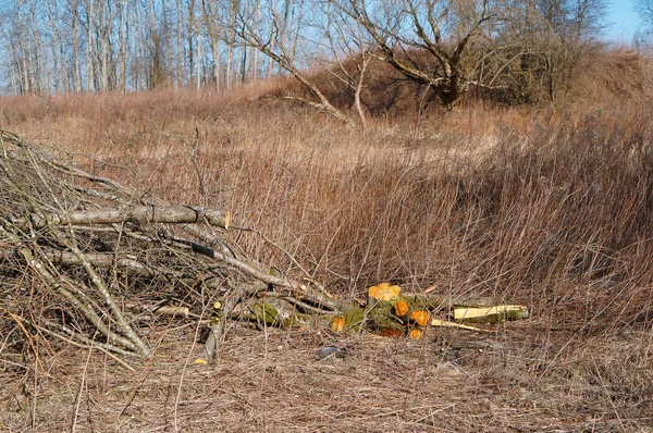 felled tree branches, felling, felled tree branches in the field, deforestation