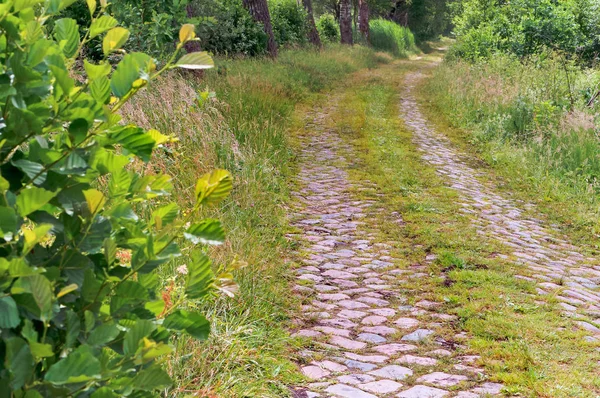 Bahar yeşil orman, ormanın içinde Arnavut kaldırımlı yol yolunda