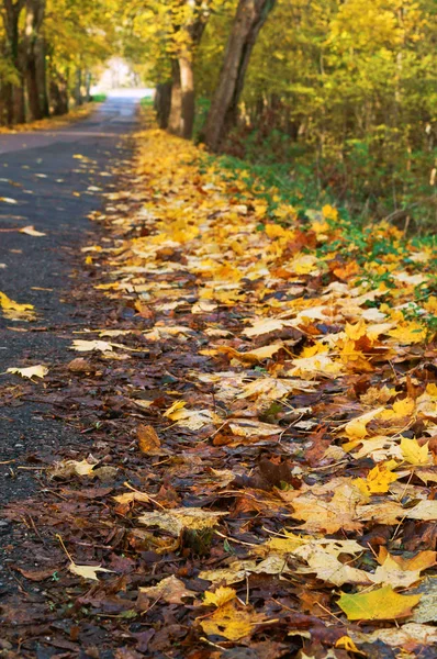 Trees Yellow Leaves Road Picturesque Autumn Highway Stock Image