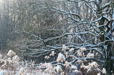 bir ağaç dalı, karla kaplı alan ve ağaçlar üzerinde kar