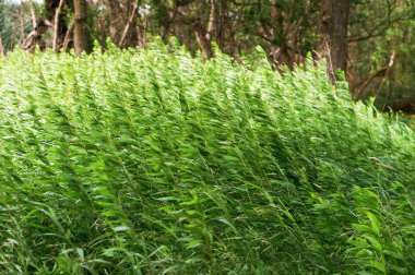 çim Rüzgar, rüzgarda sallanan bitki örtüsü tarafından bükülmüş