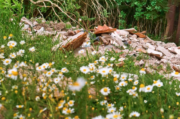 construction waste in the forest, pollution of nature among daisies in the field