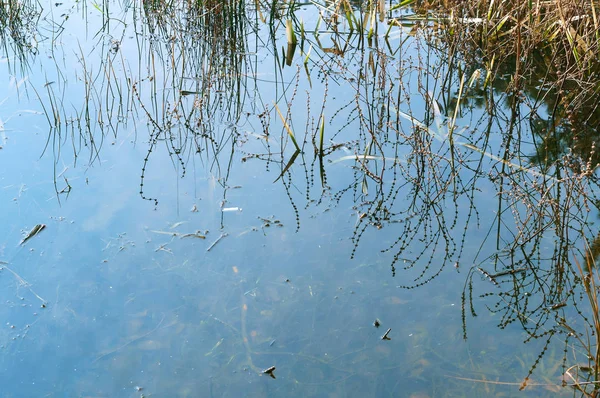 Reflejo Hierba Agua Estanque Cubierto Pantanoso — Foto de Stock