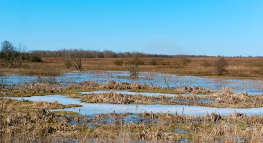 donmuş marsh, bataklık erken bahar, bahar bataklıkta buz