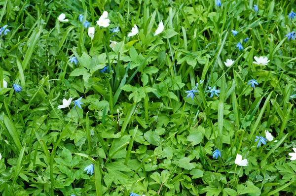 spring flowers fragrance, flower forget-me-not blue