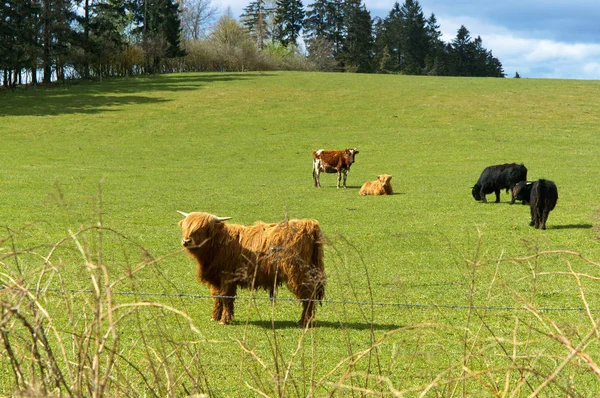 森の近くのフィールドで放牧牛の繁殖 家畜を農業 スコットランドのハイランド牛します — ストック写真