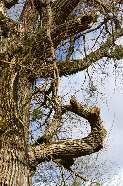Enorme Árbol Viejo Ramitas Retorcidas Bajo Presión Muchos Años Vientos —  Fotos de Stock