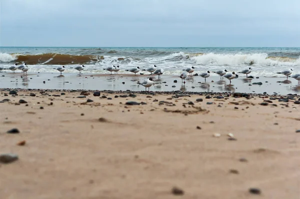 Aves Aquáticas Costa Marítima Gaivotas Pedras Costa Marítima Gaivotas Gordas — Fotografia de Stock