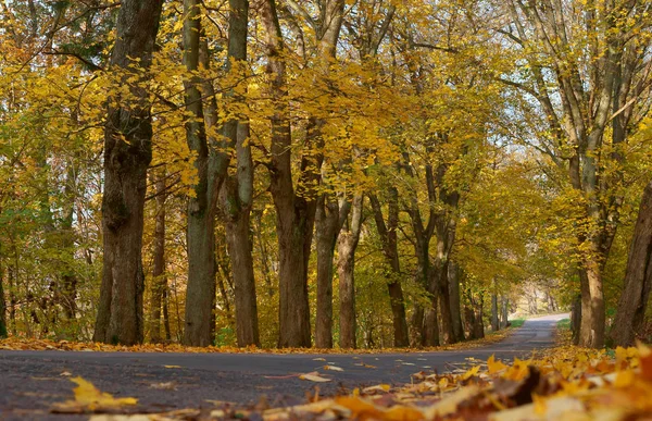 wet autumn road, trees along the road with yellow leaves