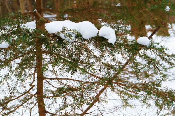 Ramas Abeto Nieve Las Ramas Verdes Del Abeto Bosque Invierno — Foto de Stock