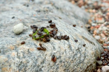 Siyah deniz kabukları, Denizi, küçük kabuklar ve deniz yosunu yeşil sızmak