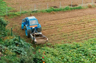 patates hasat, mavi traktör patates kaldırır
