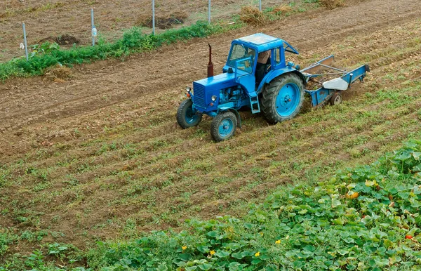 Patates Hasat Mavi Traktör Patates Kaldırır — Stok fotoğraf
