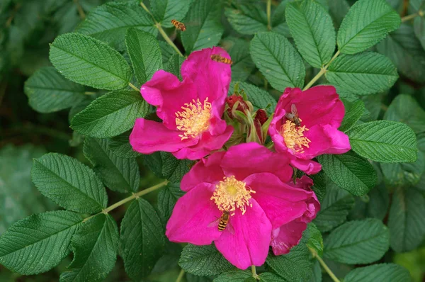 rosehip on a branch, wild rose of wild rose and ripe berry