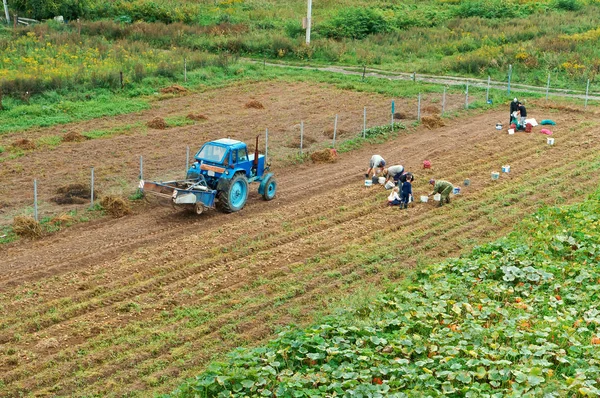 Kalininingrad Bölgesi Rusya Ağustos 2018 Patates Topluyorum Mavi Traktör Patatesleri — Stok fotoğraf