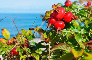 Kuşburnu tıbbi, Olgun kırmızı gül kalça