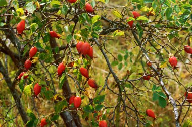 Kuşburnu tıbbi, Olgun kırmızı gül kalça