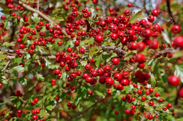 山楂红浆果 秋季用量山楂 — 图库照片
