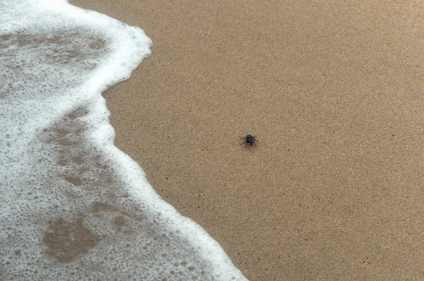 deniz manzarası, deniz dalgaları, Baltık Denizi, fırtına