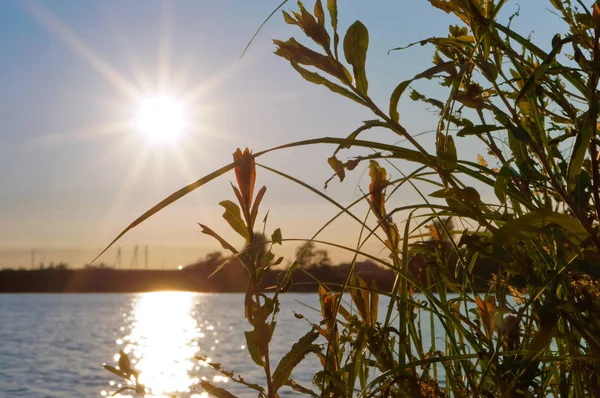 Zachód Słońca Nad Jeziorem Sunlight Przez Krzaki — Zdjęcie stockowe