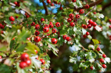 alıç, dozaj alıç sonbaharında kırmızı meyveler