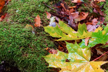 sonbahar yaprakları, sonbahar arka plan, ağaçlarda kırmızı yapraklar