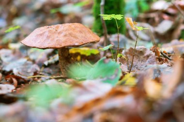 çim, boletus mantar ormandaki sonbahar mantar mantar