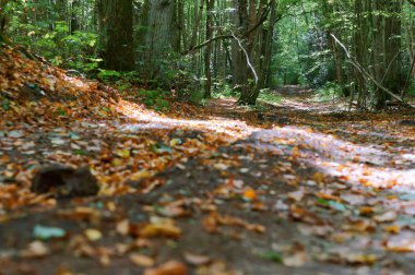 orman yolu güz yaprakları, sonbahar manzara, orman iz