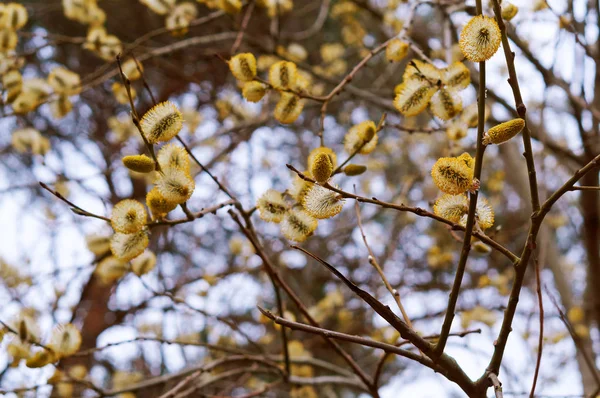 Willow Branch Flowering Palm Branch Yellow Buds Tree — Stock Photo, Image