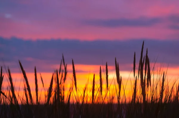 Silhouette Von Gras Auf Violettem Hintergrund Abstrakter Lila Sonnenuntergang — Stockfoto