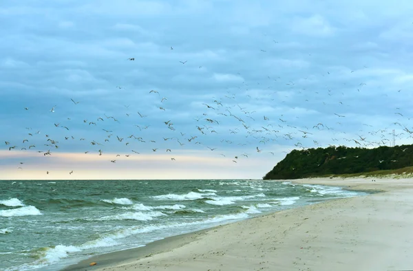 a flock of birds over the sea, birds on the beach