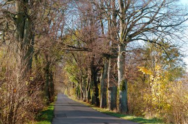 Yol kenarındaki ağaçlar, otoyolun kenarındaki ağaçlar, sonbaharda yol.