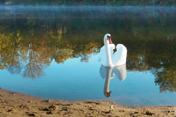 Cisne Manhã Lago Cisne Nevoeiro Manhã — Fotografia de Stock