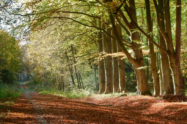 가장자리에 나무들 가을의 — 스톡 사진